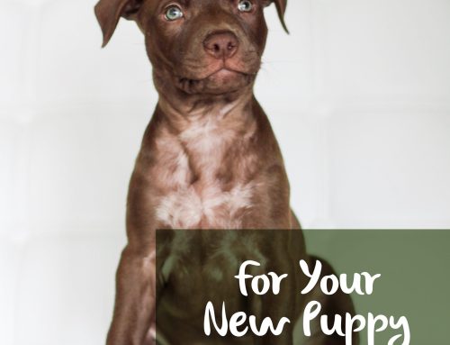 10 Must Have Purchases For Your New Puppy